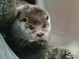 Обыкновенная выдра