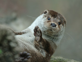 Обыкновенная выдра