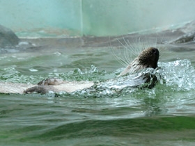 Обыкновенная выдра