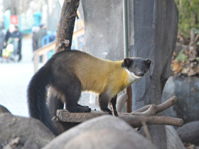 Смотреть фото Харза Фото Харза