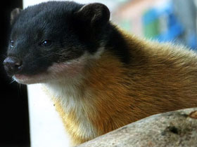 Смотреть фото Харза Фото Харза