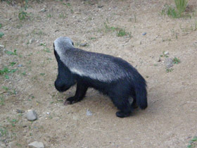 Смотреть фото Медоед Фото Медоед