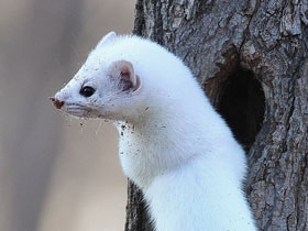 Смотреть фото Горностай Фото Горностай
