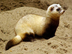 Смотреть фото Степной хорек Фото Степной хорек