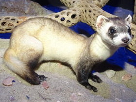 Смотреть фото Черноногий хорёк Фото Черноногий хорёк