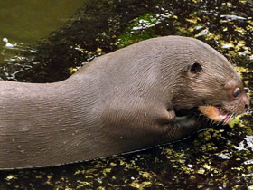 Смотреть фото Гигантская выдра Фото Гигантская выдра