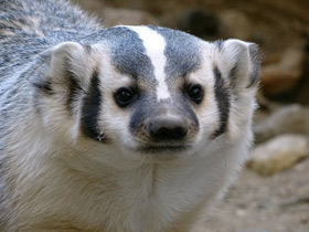 Смотреть фото Американский барсук Фото Американский барсук