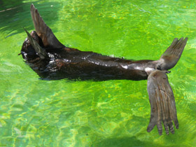 Фото Северный морской котик