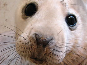 Серый тюлень