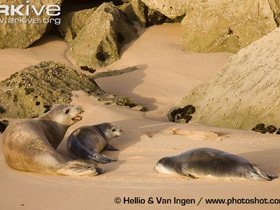 Фото Средиземноморский тюлень