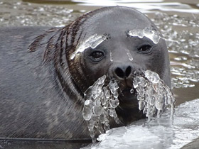 Кольчатая нерпа