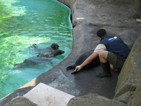 Фото Обыкновенный тюлень