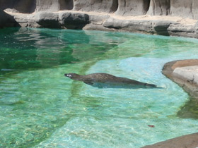 Фото Обыкновенный тюлень