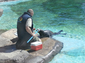 Фото Обыкновенный тюлень