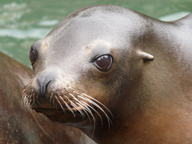 Калифорнийский морской лев