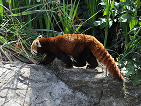 Малая Панда