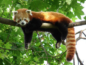 Малая Панда