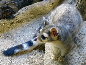 Фото Североамериканский какомицли