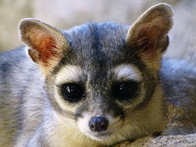 Североамериканский какомицли