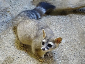 Фото Североамериканский какомицли