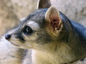 Фото Североамериканский какомицли