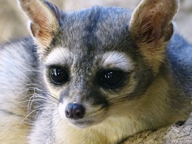 Фото Североамериканский какомицли