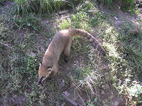 Фото Обыкновенная носуха