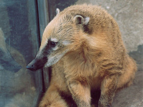 Фото Обыкновенная носуха