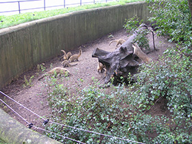 Фото Обыкновенная носуха