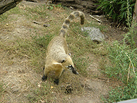 Фото Обыкновенная носуха