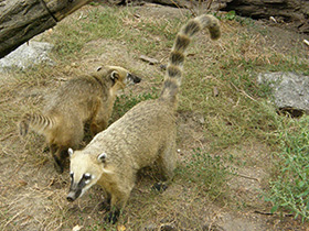 Фото Обыкновенная носуха