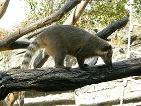 Фото Обыкновенная носуха