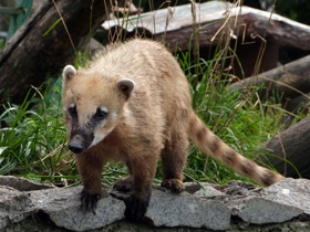 Фото Обыкновенная носуха