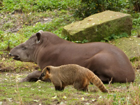 Фото Обыкновенная носуха