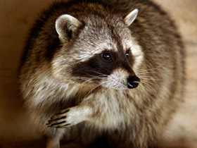 Фото Енот-полоскун