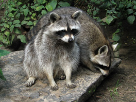 Фото Енот-полоскун