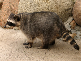 Фото Енот-полоскун