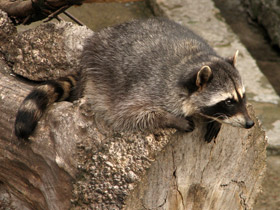 Фото Енот-полоскун