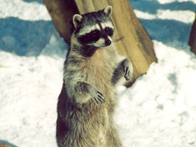 Енот-полоскун