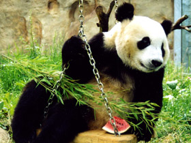 Фото Чья семья самая дружная? Самые верные животные