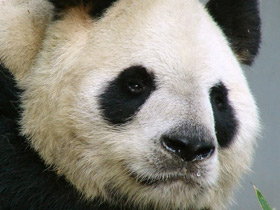 Смотреть фото Большая панда (Бамбуковый медведь) Фото Большая панда (Бамбуковый медведь)