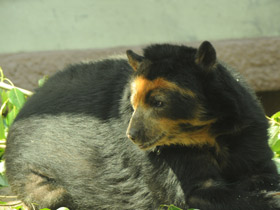 Очковый медведь