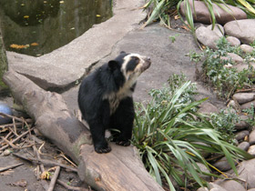 Фото Очковый медведь