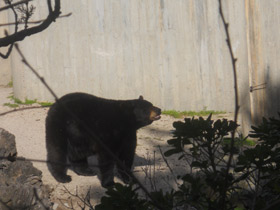 Фото Американский черный медведь