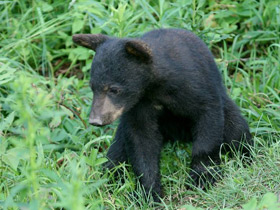 Фото Американский черный медведь