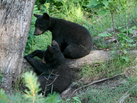 Фото Американский черный медведь
