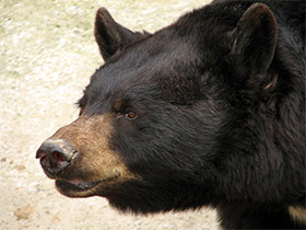 Фото Американский черный медведь