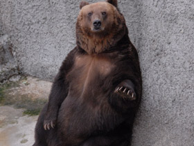 Смотреть фото Бурый медведь Фото Бурый медведь