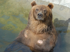 Смотреть фото Бурый медведь Фото Бурый медведь