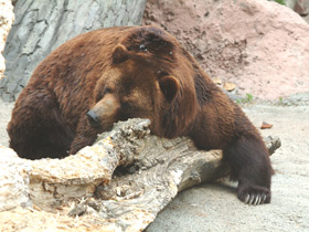 Бурый медведь